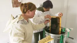 Curieuse de nature au Maghreb  L'abeille de Bougie (Algérie)