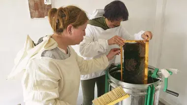 L'abeille de Bougie (Algérie)