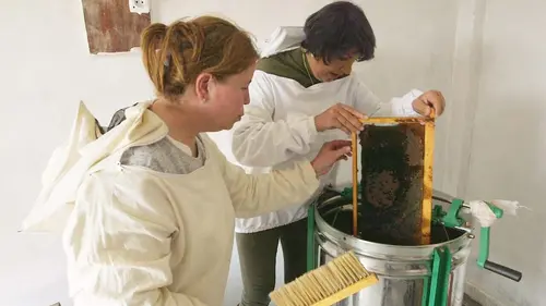 Curieuse de nature au Maghreb L'abeille de Bougie (Algérie)