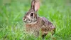 Lapin de garenne sur Ouessant