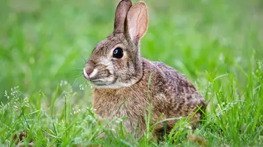 Lapin de garenne sur Ouessant