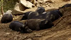 Curieuse de nature dans les îles