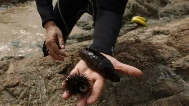 Oursin dans la baie d'Ajaccio