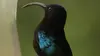 Colibris en Martinique