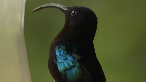 Curieuse de nature dans les îles S03E00 Colibris en Martinique