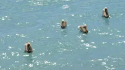 Curieuse de nature dans les îles