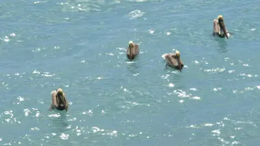 Lamantin et pélican brun en Guadeloupe