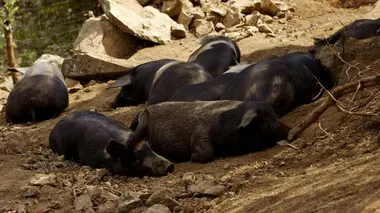 Sanglier dans le maquis corse
