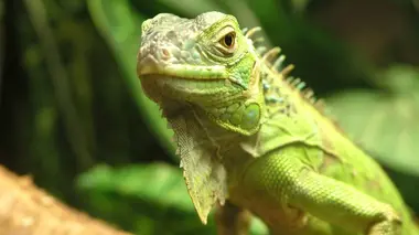 Iguane délicat sur les îles de Guadeloupe