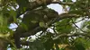 Curieuse de nature Sur les traces de l'iguane en Guadeloupe (2017)