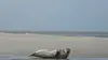Curieuse de nature Sur les traces des phoques dans la baie de Somme (2014)