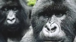 Visuel de Curiosités animales