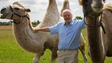 Des corps élastiques : le chameau, le dromadaire et l'anaconda