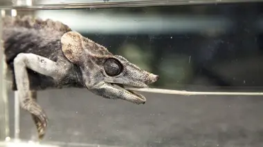 La girafe et le caméléon