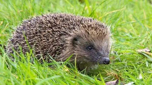 Curiosités animales S01E02 Le crapaud et l'ornithorynque