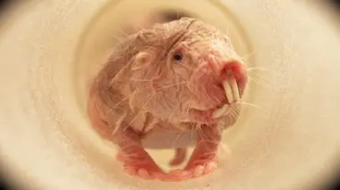 L'éléphant et le rat-taupe nu