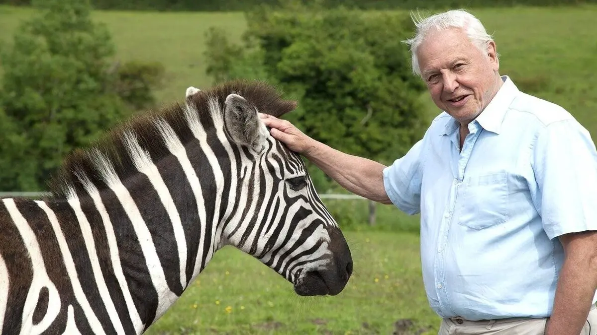 Curiosités animales S01E05 Le zèbre et le papillon