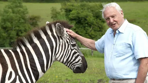 Curiosités animales S01E05 Le zèbre et le papillon