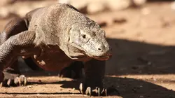 Curiosités animales