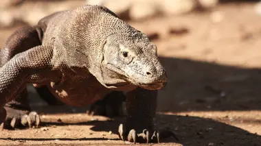 Une vie sans sexe : le dragon de Komodo et le puceron