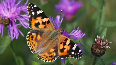 Des apparitions magiques : l'hirondelle et le papillon
