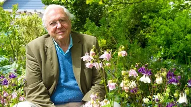 Super sens : anguilles et plantes