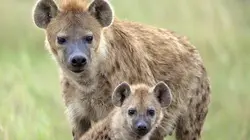 Curiosités animales