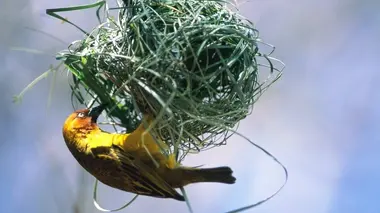 Animaux tisserands : l'oiseau et l'araignée