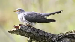 Curiosités animales