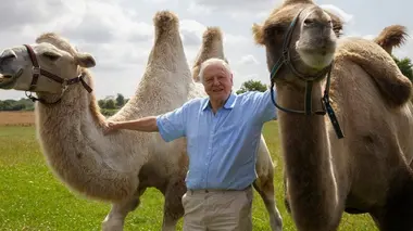 Des corps élastiques : le chameau, le dromadaire et l'anaconda