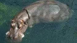 Curiosités animales