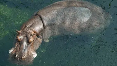 Automédication : l'hippopotame et le singe capucin