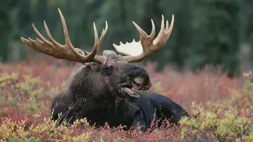Curiosités animales S03E01 Régénération : la salamandre et l'élan