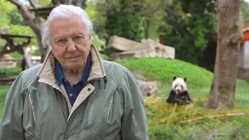 Curiosités animales S04E02 Des bébés de taille étrange : pandas géants et kiwis