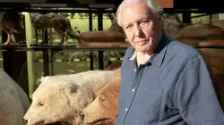 Curiosités animales