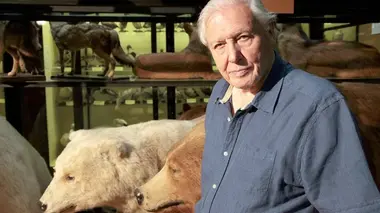 Les animaux de Frankenstein : ours pizzly et abeilles tueuses