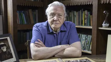 Des as du calcul : chevaux, fourmis et bambous