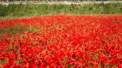 Cyclisme Critérium du Dauphiné