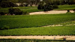 Cyclisme UCI World Tour Féminin