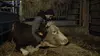 Cyrille, agriculteur, 30 ans, 20 vaches, du lait, du beurre, des dettes