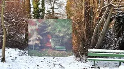 Visuel de D'arbres et de charbon