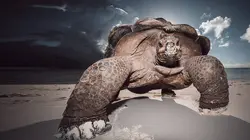 D'Arros, le paradis des Seychelles