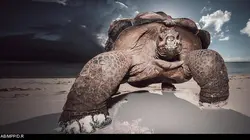 D'Arros, le paradis des Seychelles