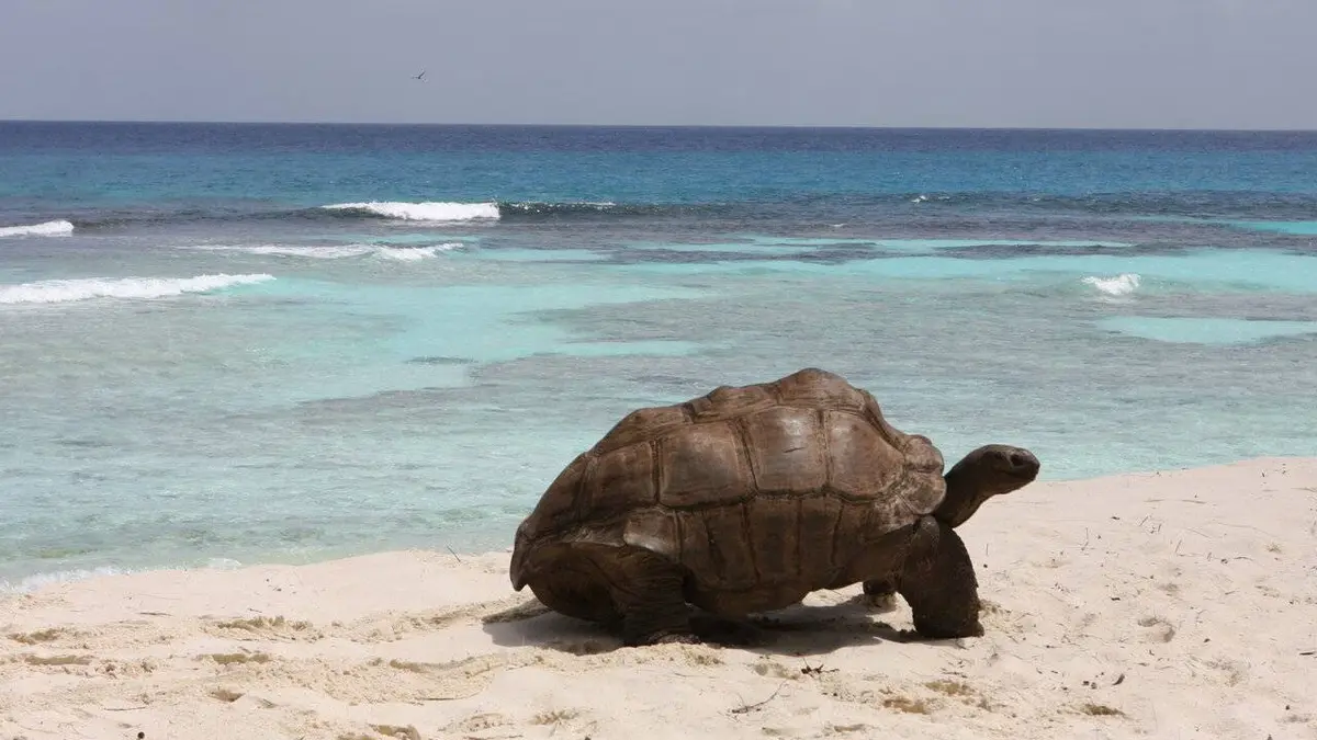 D'Arros, le paradis des Seychelles