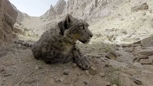 Dan O'Neill : mission panthères des neiges