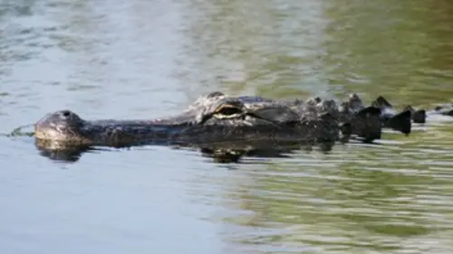 Dans l'antre du dragon