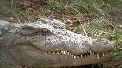 Dans l'oeil du croco