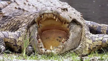 Dans l'oeil du crocodile