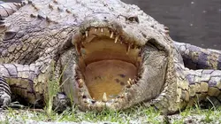 Sur Animaux à 21h20 : Dans l'oeil du crocodile