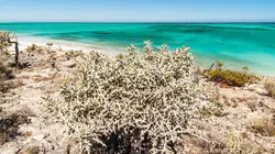 Dans la foret d'épines de Madagascar